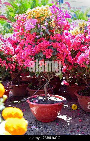 Anbau von bunten Bougainvillea-Blüten unter Sonnenlicht in Nha Trang Vietnam Stockfoto