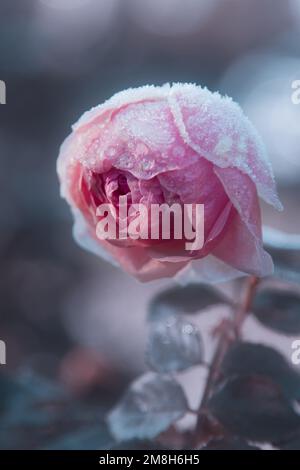 Rosenblume in Frost an Einem Wintermorgen, Christchurch UK Stockfoto