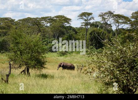 Afrikanischer Elefant im Serengeti-Nationalpark Stockfoto