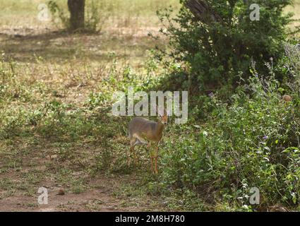 DIK-dik kleine Antilope im Serengeti-Nationalpark Stockfoto