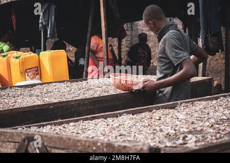 25.03.2022 - Mwanza, Tansania - einheimischer Mann, der kleine Sardinen auf dem afrikanischen Markt sortiert und verkauft Stockfoto