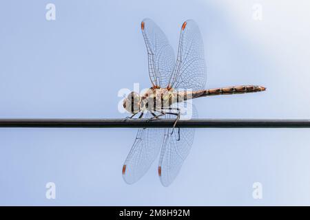 Eine Drachenfliege, bekannt als Common Darter oder der braun-rote Darter Sympetrum striolatum Stockfoto