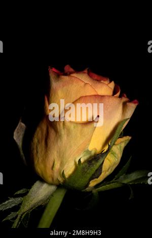 Die gelbe Rose: Diese warme Farbe symbolisiert auch Wärme und Freude Stockfoto