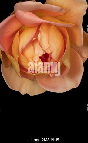 Die gelbe Rose: Diese warme Farbe symbolisiert auch Wärme und Freude Stockfoto