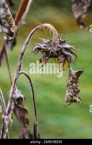 Verwelkte Sonnenblumen malerisch im Winter im grünen Garten, Deutschland Stockfoto