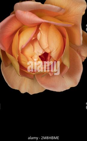 Die gelbe Rose: Diese warme Farbe symbolisiert auch Wärme und Freude Stockfoto