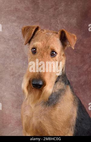 Porträt des großen britischen Airedale Terrier auf braunem Hintergrund Stockfoto