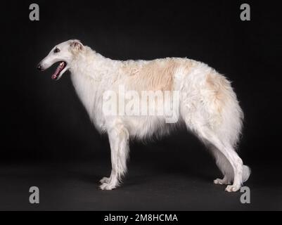 Wunderschöner weißer russischer Wolfshund auf grauem Hintergrund Stockfoto