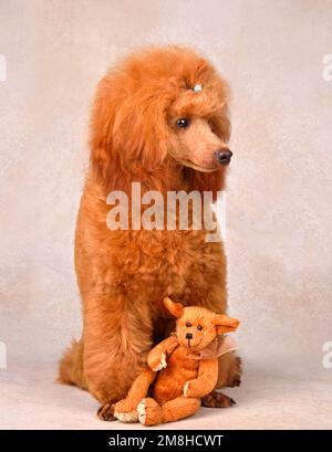 Drei Monate altes Hündchen mit Aprikosenpudel und kleinem Teddybär auf beigem Hintergrund Stockfoto