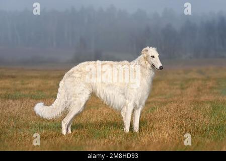 Weißer russischer Borzoi-Hund, der im Nebel auf der Herbstfeldlandschaft steht Stockfoto