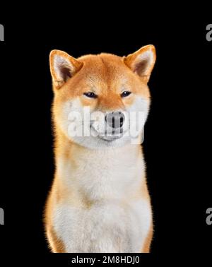 Cute Portrait von roten Shiba Inu Hund suchen in der Kamera isoliert auf schwarzem Hintergrund Stockfoto