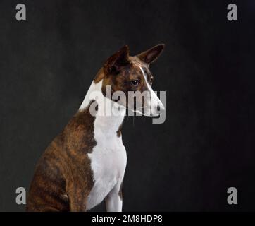 Porträt eines Basenji-Hundes in Brindle-Farbe auf grauem Hintergrund Stockfoto