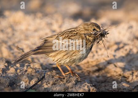 Maisböcke, Emberiza calandra, auf dem Boden, um Zweige dafür zu sammeln. Montgai, Lleida, Katalonien, Spanien Stockfoto