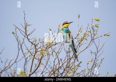 Europäischer Bienenfresser, Merops apiaster, hoch oben auf einem Ast, Montgai, Lleida, Katalonien, Spanien Stockfoto