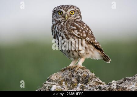 Kleine Eule, Athene noctua, hoch oben auf einem Felsen. Montgai, Lleida, Katalonien, Spanien Stockfoto