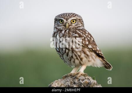 Kleine Eule, Athene noctua, hoch oben auf einem Felsen. Montgai, Lleida, Katalonien, Spanien Stockfoto