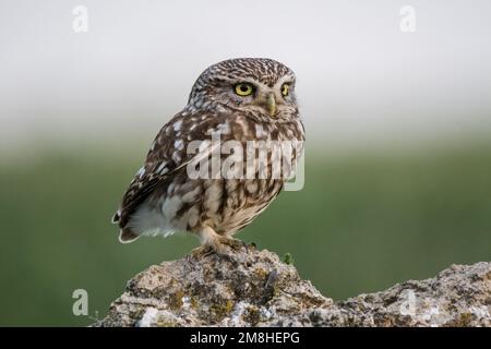 Kleine Eule, Athene noctua, hoch oben auf einem Felsen. Montgai, Lleida, Katalonien, Spanien Stockfoto