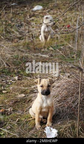 Streunende hungrige Hundewelpen, die mitten am warmen januartag in der Natur zu sehen sind Stockfoto