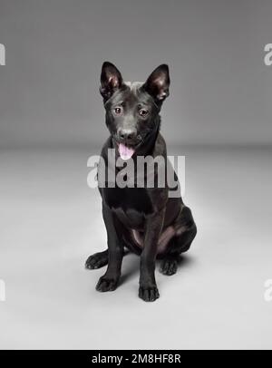 Ein Hündchen aus schwarzem thailändischem Ridgeback auf grauem Hintergrund Stockfoto