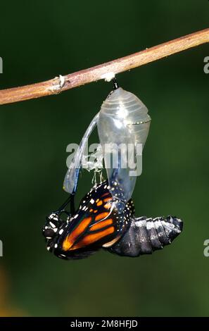 03536-03208 Monarch Butterfly (Danaus plexippus) aus Pupa/Chrysalis Marion Co IL Stockfoto