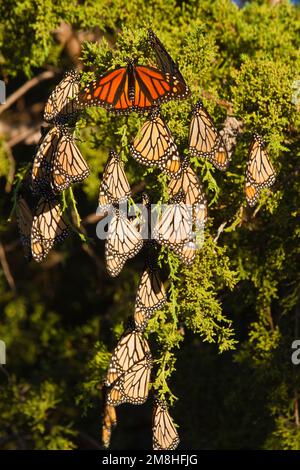 03536-05202 Monarch-Schmetterlinge (Danaus plexippus) im östlichen Roten Zedernbaum (Juniperus virginiana), Prairie Ridge State Natural Area, Mario Stockfoto