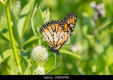 03536-06520 Monarch (Danaus plexippus) on Rattlesnake Master (Eryngium yuccifolium) Marion Co IL Stockfoto