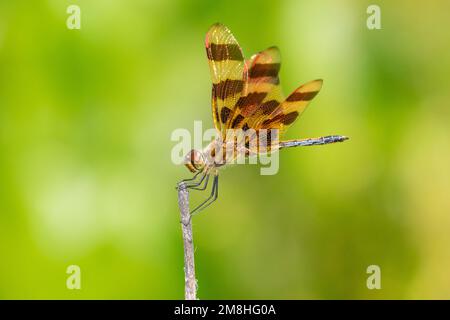 06579-00816 Halloween Pennant (Celithemis eponina) Male Marion Co IL Stockfoto