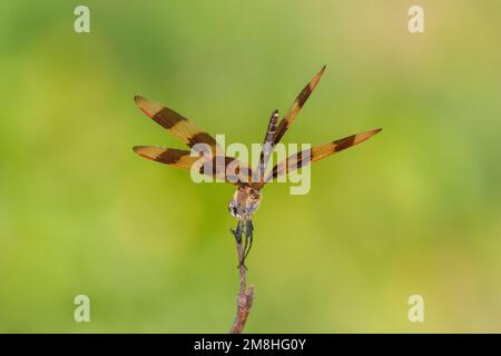 06579-00918 Halloween Pennant (Celithemis eponina) Male Marion Co IL Stockfoto