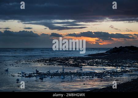 Worthing Beach bei Sonnenuntergang im Januar, mit Möwen, die sich vom Sand ernähren Stockfoto