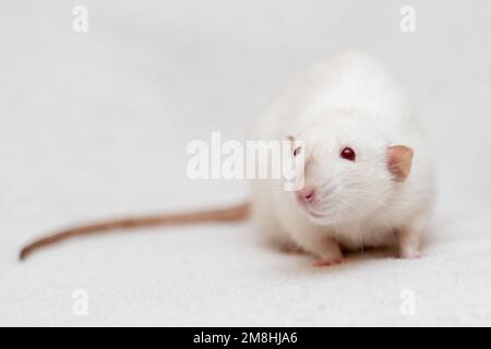 Weiße Laborratte mit roten Augen, isoliert auf weißem Hintergrund Stockfoto