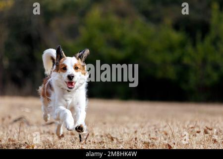 Fröhlicher reinrassiger Hund kooiker läuft auf die Kamera zu. Stockfoto