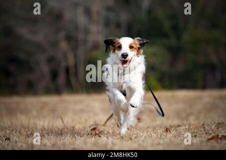 Fröhlicher reinrassiger Hund kooiker läuft auf die Kamera zu. Stockfoto