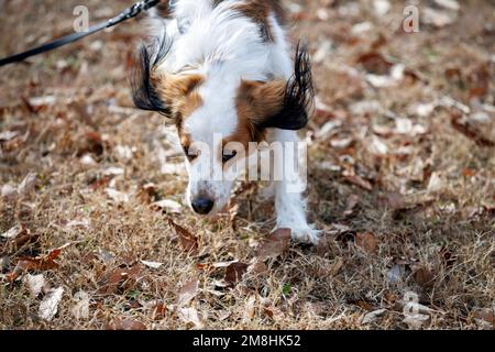 Fröhlicher reinrassiger Hund kooiker läuft auf die Kamera zu. Stockfoto