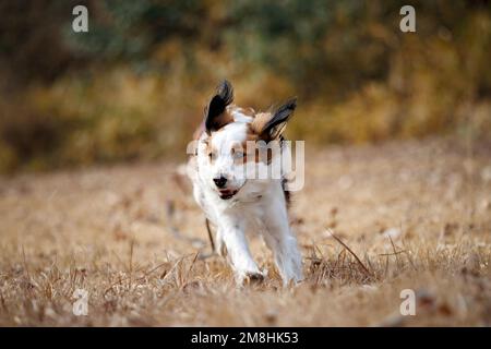 Fröhlicher reinrassiger Hund kooiker läuft auf die Kamera zu. Stockfoto