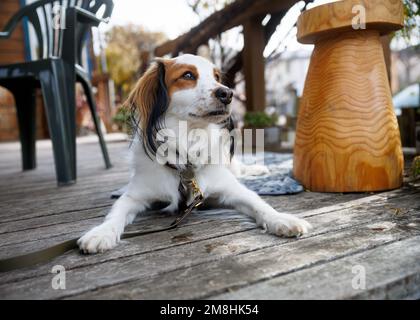 Reinrassiger Hund kooiker ruht auf der Holzterrasse. Stockfoto