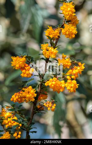 Berberis Darwinii, Darwins Barbeere, immergrüner Strauch, mit herabhängenden Rasen aus reichen Orangenblüten Stockfoto