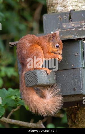 Fütterungsstation für rote Eichhörnchen Stockfoto
