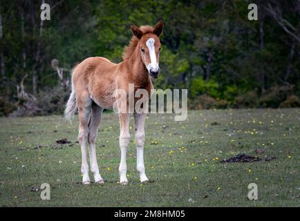 New Forest National Park, Hampshire, Großbritannien. Gewöhnliche Ponys laufen frei durch den Wald. Stockfoto