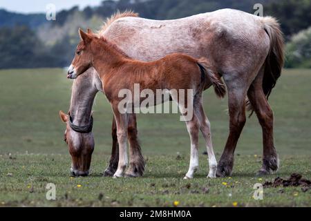 New Forest National Park, Hampshire, Großbritannien. Gewöhnliche Ponys laufen frei durch den Wald. Stockfoto