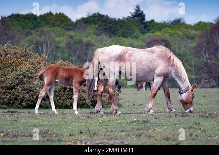 New Forest National Park, Hampshire, Großbritannien. Gewöhnliche Ponys laufen frei durch den Wald. Stockfoto