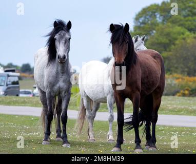 New Forest National Park, Hampshire, Großbritannien. Gewöhnliche Ponys laufen frei durch den Wald. Stockfoto