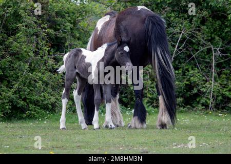 New Forest National Park, Hampshire, Großbritannien. Gewöhnliche Ponys laufen frei durch den Wald. Stockfoto