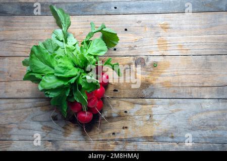 Rettich frisch aus dem Garten gepflückt. Stockfoto