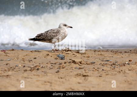 Junge Heringsmöwe am Strand Stockfoto