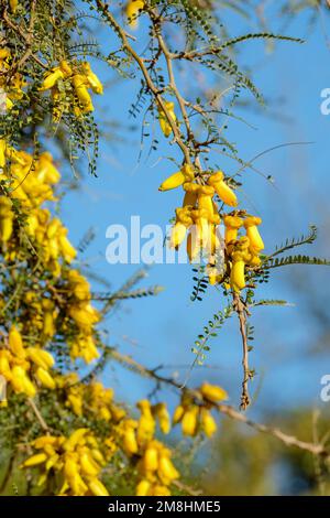 Sophora tetraptera var. Mikrophylla, kleinblättriger Kowhai, immergrüner Baum gelb, Blumen hängen in kurzen Sprühstößen im Frühling Stockfoto