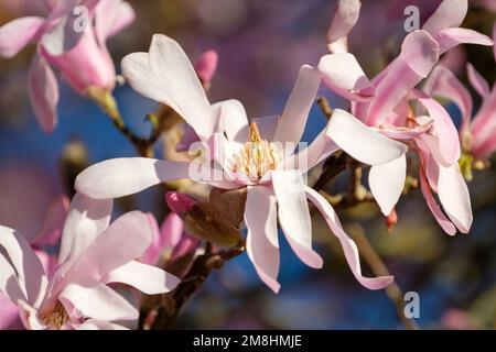 Magnolia x loebneri Leonard Messel, Magnolia Leonard Messel, Milchstrauch mit lila-rosa Blüten Stockfoto