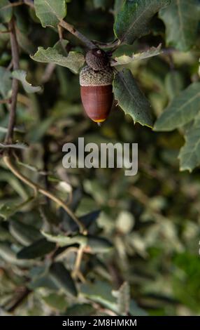 Nahaufnahme einer Eichel auf einem Zweig aus Steineiche, Quercus ilex, auf der Insel Mallorca, Spanien Stockfoto