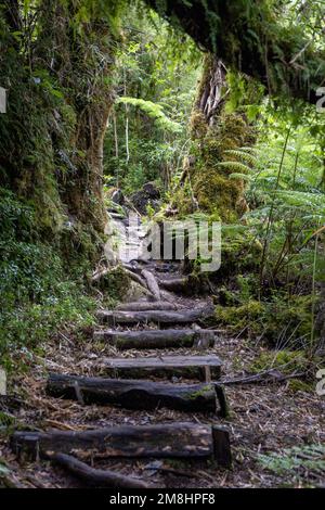 Entdecken Sie die Fauna eines gemäßigten Regenwaldes, während Sie auf dem Sendero Cascadas Escondidas im Parque Nacional Pumalín in Patagonien, Chile, wandern Stockfoto