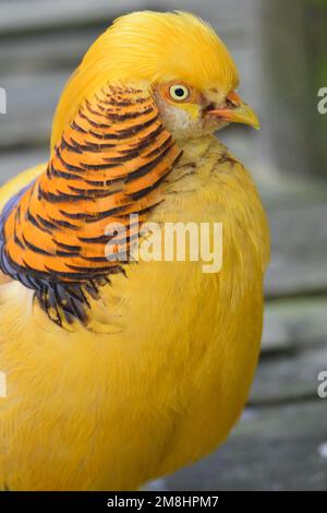 Wunderschöner Goldener Fasan aus China, Nahaufnahme von Gesicht und Kopf, mit konzentrischen Kreisen und gelbem / goldenem Wappen. Stockfoto