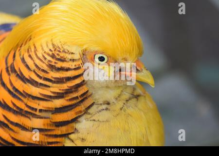 Wunderschöner Goldener Fasan aus China, Nahaufnahme von Gesicht und Kopf, mit konzentrischen Kreisen und gelbem / goldenem Wappen. Stockfoto